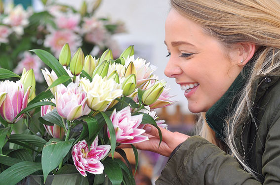 Dickinsons Coach Travel Holidays and Day Trips - Isle of Wight – Harrogate Spring Flower Show